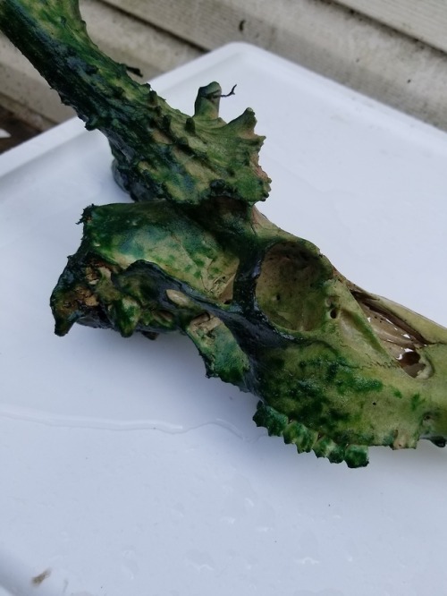 bone-basket: Left a few skulls in a bucket to whiten, but I totally forgot to add peroxide! The alga