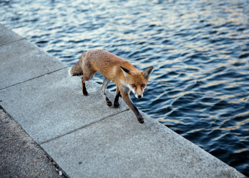 ramonhaindl:  Fox, Berlin 2013