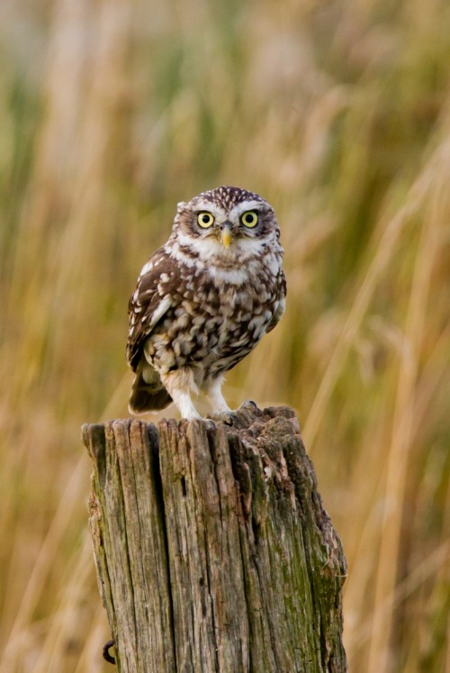 Porn heaven-ly-mind:  Little Owl (Athene noctua) by Andrew photos