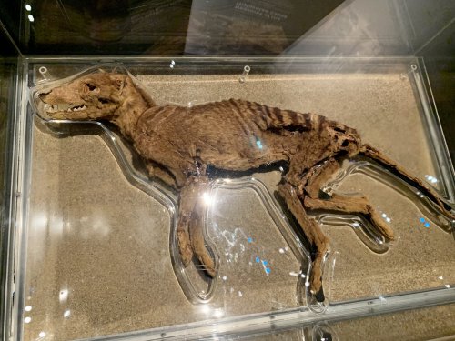 somedeadthings:[Mummified Thylacine] at the new Western Australian MuseumFor more information on thi