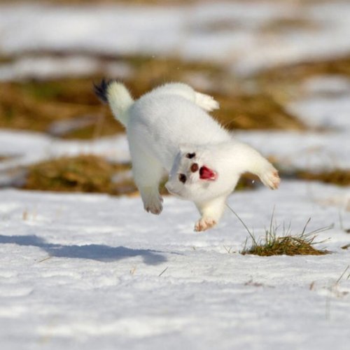 babbleismysuperpower: thecutestofthecute: Here are some animals that are excited about the snow more
