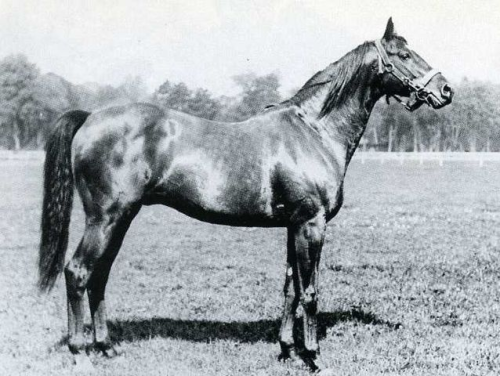 mumtaz mahal horse