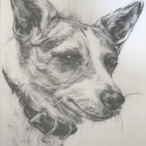 Ruby Portrait Commission, 2018 #dog #dogs #puppy #canine #canid #terrier #jackrussle #portrait #port