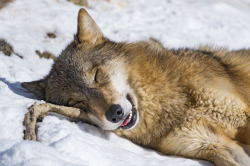 her-wolf:      Cute sleeping wolf  byTambako The Jaguar   