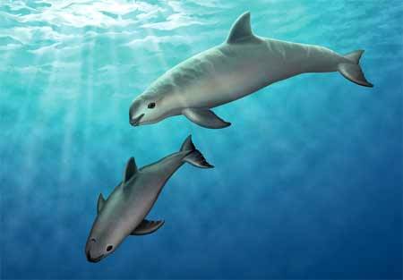 sixpenceee:  The vaquita is the world’s smallest porpoise and rarest cetacean. They live in the northern end of the Sea of Cortez and only a couple hundred are left. They hunt for fish and crustaceans in shallow lagoons. 