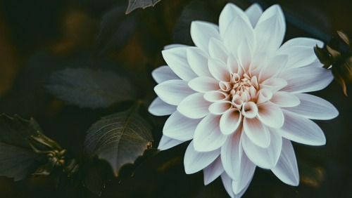 Classical Autumn Flowers