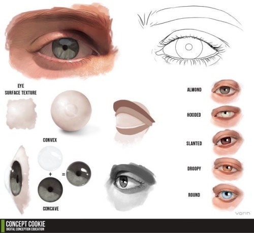 hexedh3art:I need to start drawing more so here’s some educational pictures. How to draw various par