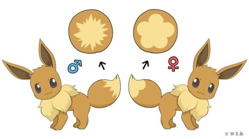 Image from Project Eevee showcasing Gender Differences in Eevee to be introduced in Pokémon Let&rsqu