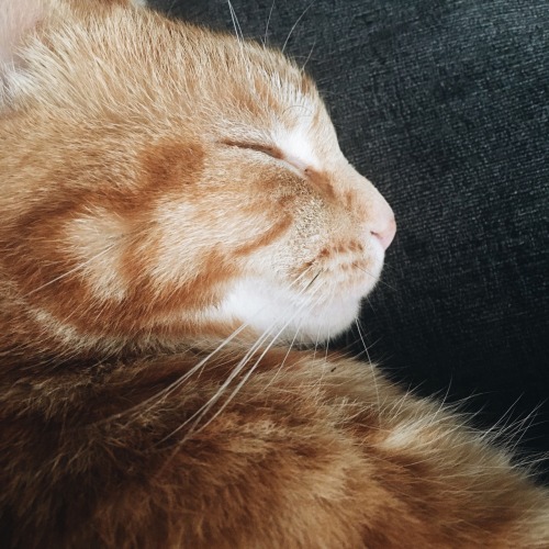 soft-teas:Kitty cuddles