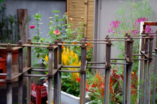 Flowers in the front yard, Nikko