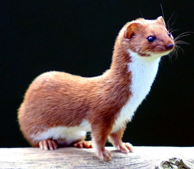 unashamedly-enthusiastic:salt-gremlin:biggest-gaudiest-patronuses:biggest-gaudiest-patronuses:biggest-gaudiest-patronuses:“if