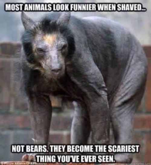 fatboyracer:  bacon-radio:  @tentoze  Who the FUCK shaves a bear..!! 😨  I am going to have nightmares now….😱
