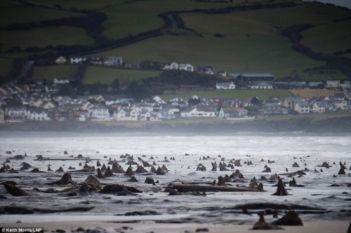 hugonebula:   “A prehistoric forest, an eerie landscape including the trunks of hundreds of oaks that died more than 4,500 years ago, has been revealed by the ferocious storms which stripped thousands of tons of sand from beaches in Cardigan Bay…