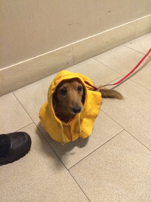 laina:pancakethedoxie:People on the street lose their minds when Pancake wears her raincoat.her name