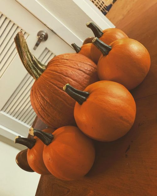 I love em #pumpkin #spookyseason #spooky #spookybabe #linkinbio #contentcreator #buymyclothes  https