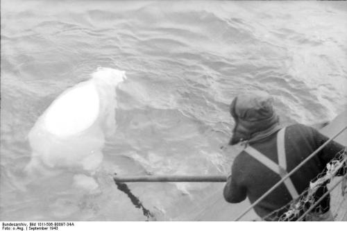 German U-Boat crew kills a polar bear. World War II.