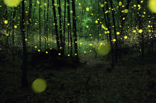 awkwardsituationist:  photos by yume cyan of fireflies in timelapse from a forest outside nagoya city, japan. (previous posts of fireflies in timelapse)  