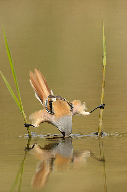Photo by Edwin Kats by HumanTheme.com on Flickr.