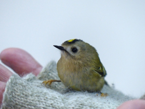 Goldcrest (Regulus regulus) &gt;&gt;by Feathers Allan