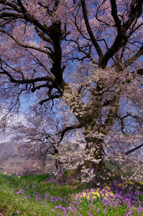 studioview: (via 500px / cherry blossoms by Kamizuru Atsushi)
