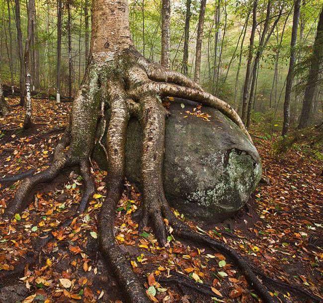 cypresstreeman:  ‘The art of living lies less in eliminating our troubles than
