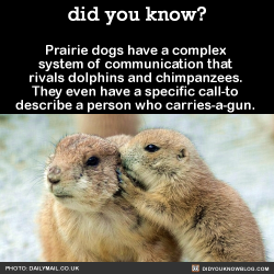 did-you-kno:  Scientists believe prairie dogs are “able to describe the color of clothes the humans are wearing; they’re able to describe the size and shape of humans, even, amazingly, whether a human once appeared with a gun.”Researchers tested