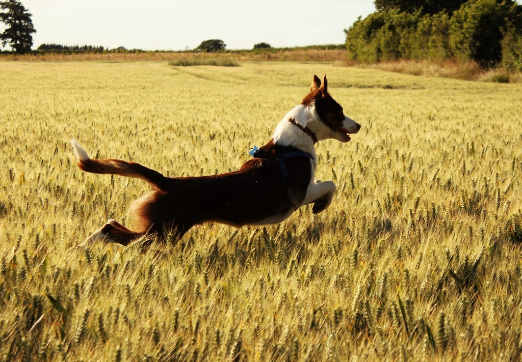 7 years ago today - June 30th, 2015 Flynn was about 2 years old here & he was  bouncy & full of attitude! Lucky 