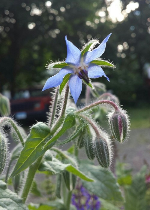 In order of appearance we have our urban yard bunny, nicotania, celosia, borage, yarrow, dephiniun, 