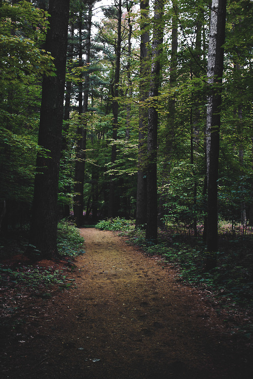 raises:  nature/vintage blog          