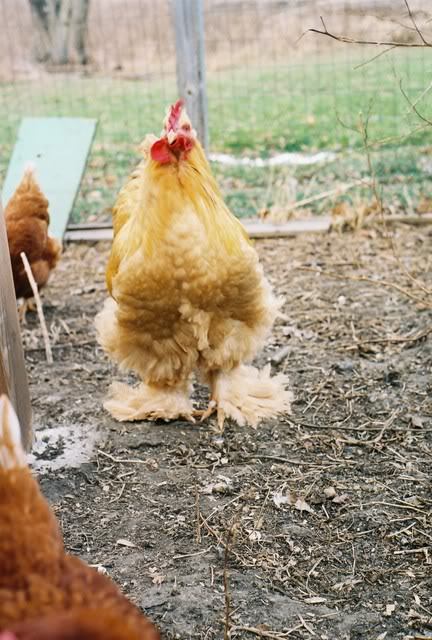 Chickity China the Chinese chickenYou have a drumstick and your mind starts spinnin’Wake up as a chi