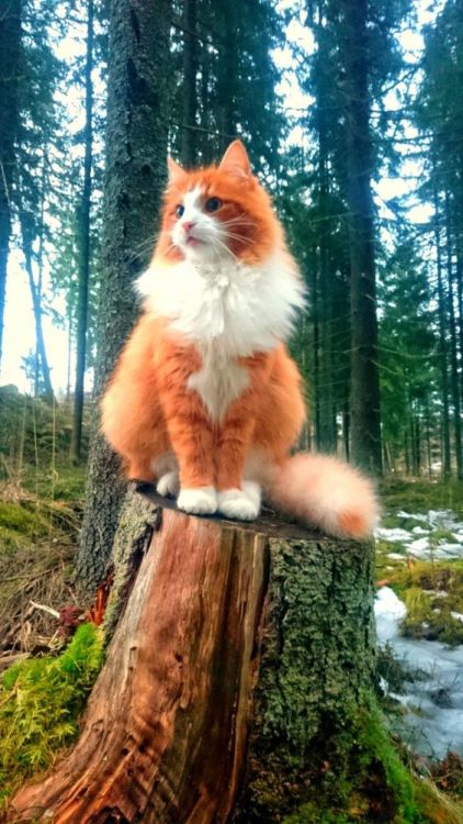 XXX awwww-cute:  Here is one majestic Norwegian photo