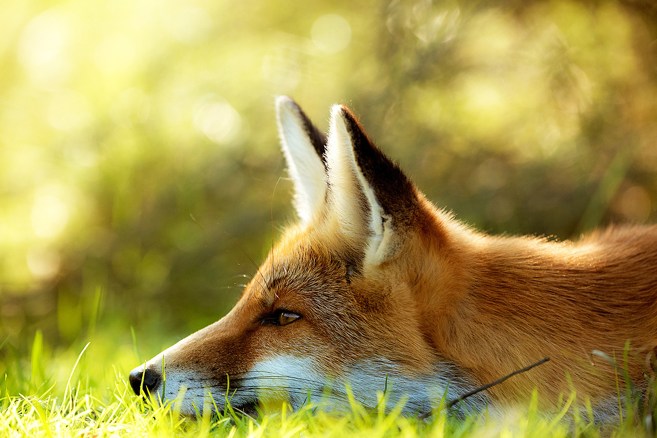 Fox Friday, Every Day