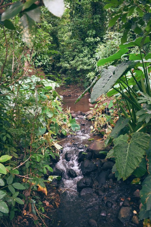 isla-bohemia: Small streams. Balgüe, Nicaragua Photography | Nature | Travel Blog