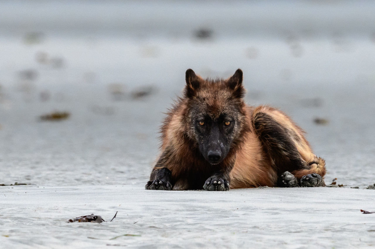 ghost-from-hell:  Coastal Wolf | British Columbia ~     Lyman Creek Photography 