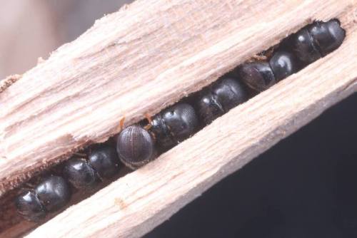 bowelfly:bowelfly:have i mentioned how much i love the ambrosia beetle Cnestus mutilatus? look at th