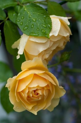 flowersgardenlove:  Graham Thomas Beautiful 