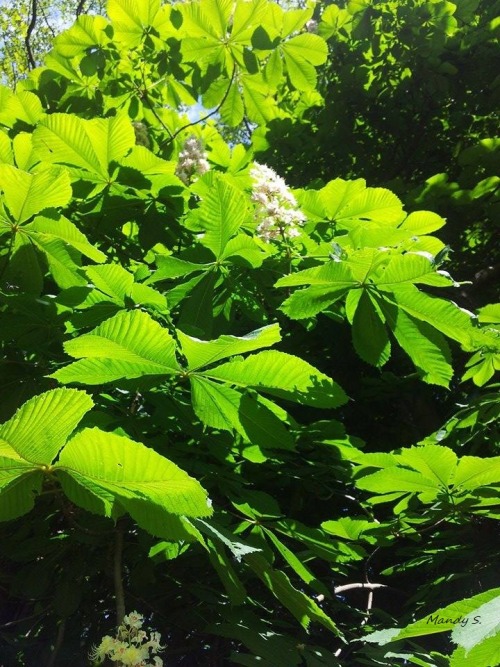 worldbeyondmyeyes: I love taking walks and find such wonderful trees ^^