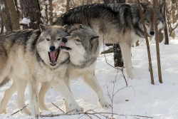 wolfsheart-blog:Wolves playing  by trs125