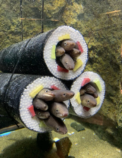 chewedcorn:  “Aquarium Installs Sushi Roll