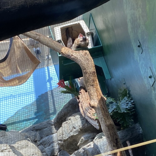 Two-toed sloth at the Smithsonian National Zoo in Washington D.C.