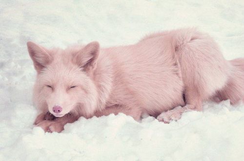 This is Miko, a champagne pink fox
