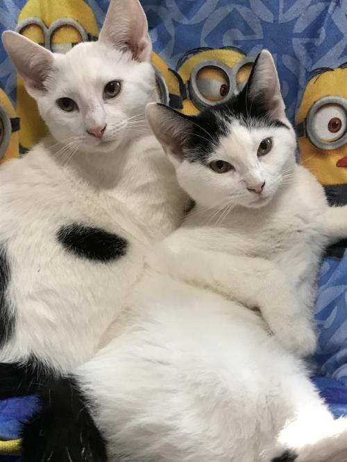 cat-memorial:  A&amp;W Kitty Twins