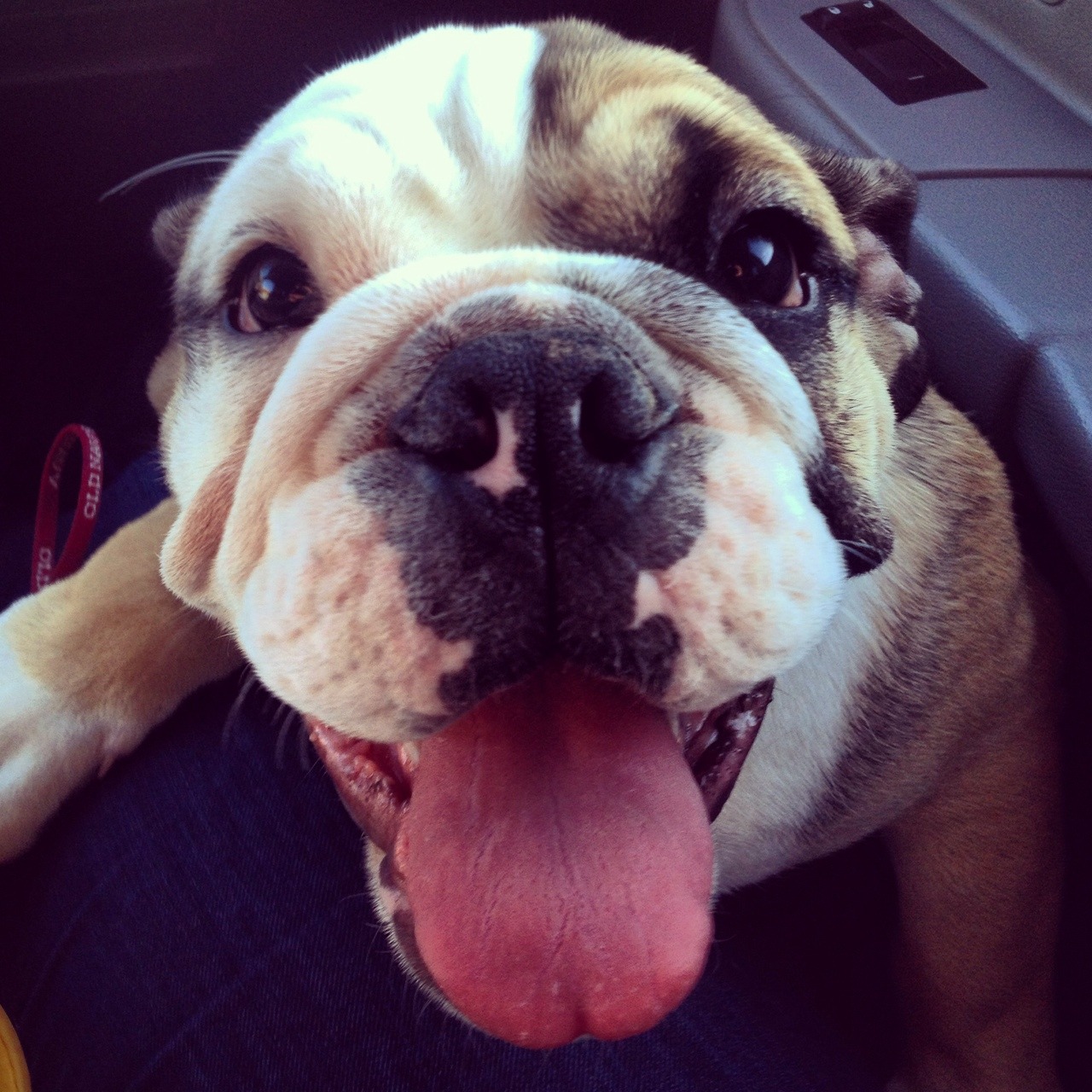 English Bulldog Love