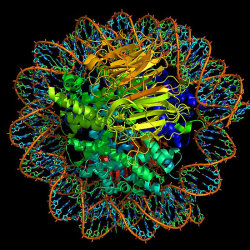 mucholderthen:  SCIENTIFIC ILLUSTRATION:  NucleosomeThe Mediterranean Institute for Life SciencesSplit, Croatia High resolution ray-traced model of a nucleosome, isolated on black.  A nucleosome is the basic unit of DNA packaging in eukaryotes, consisting