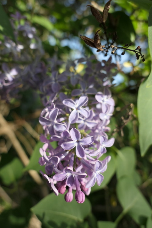 Syringa vulgaris — lilac