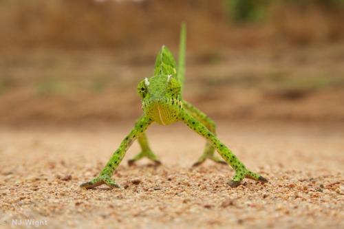 My eyes do exactly the same when I have to many gin & tonics…
One of my favourite creatures in Africa.