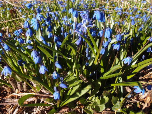 Scilla siberica — Siberian squill a.k.a. wood squill