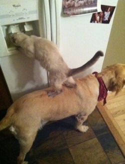 cute-overload:  Teamworkhttp://cute-overload.tumblr.com