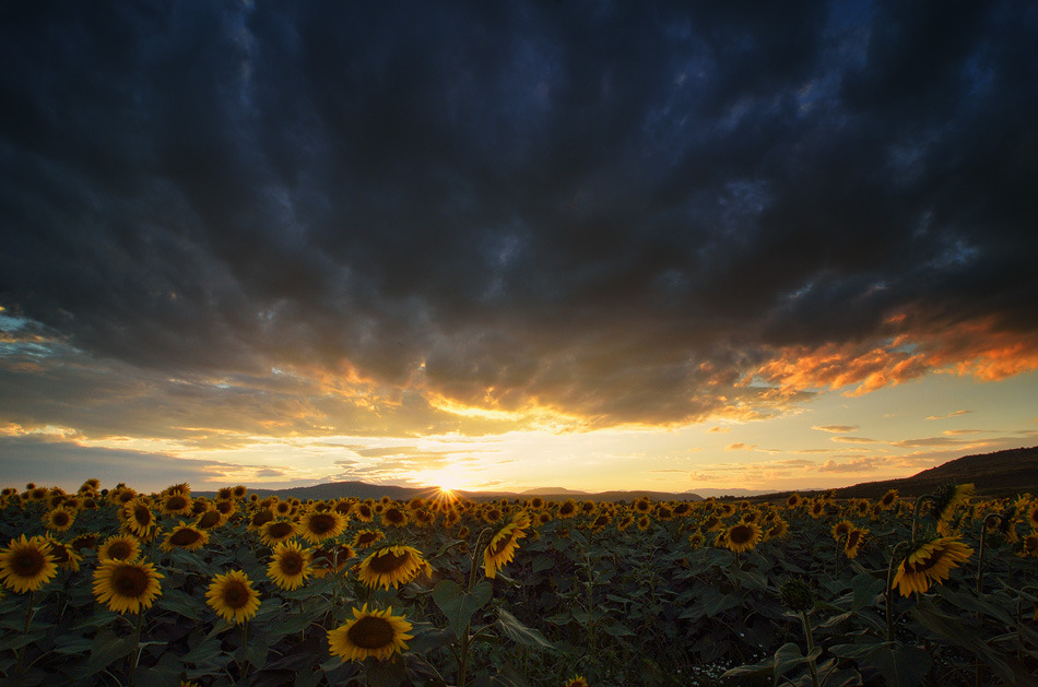 floralls:  by  Stefan Chirobocea  