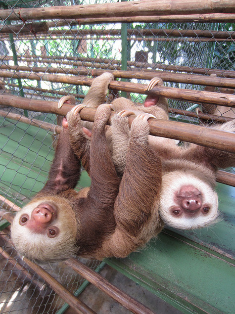 thatslothblog:  eternalsloth:  eternalsloth  -  ~